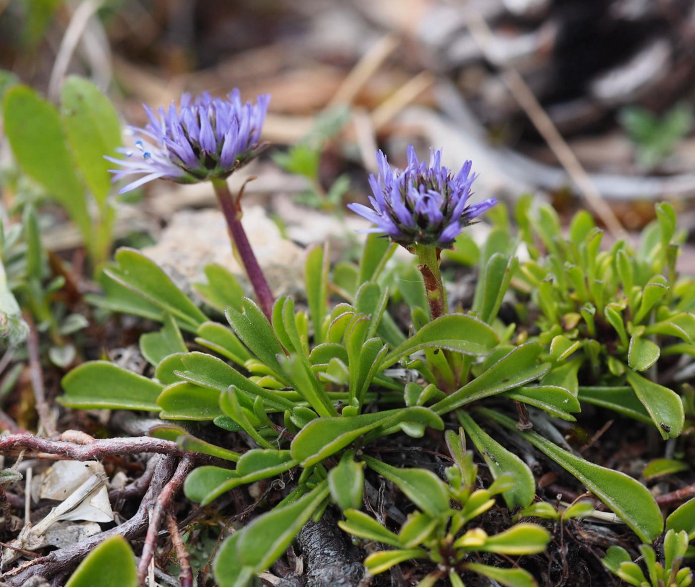 Globularia, Matted plant